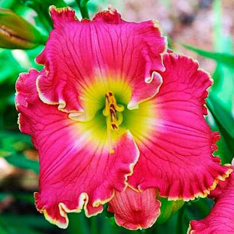 Лилейник «Cerise Beauty»