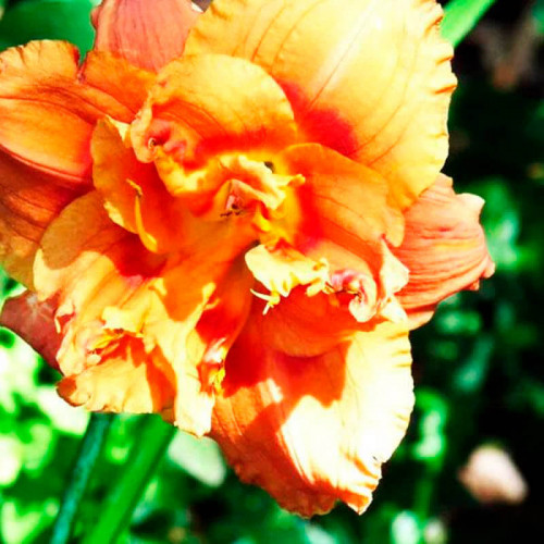 Лилейник «Congo Coral»