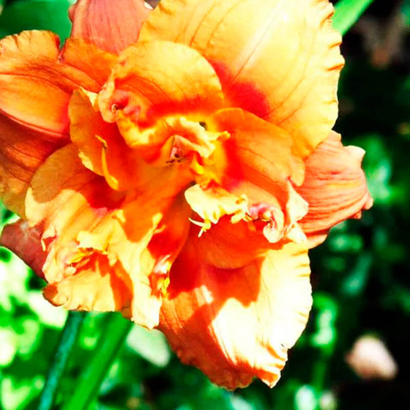 Лилейник «Congo Coral»