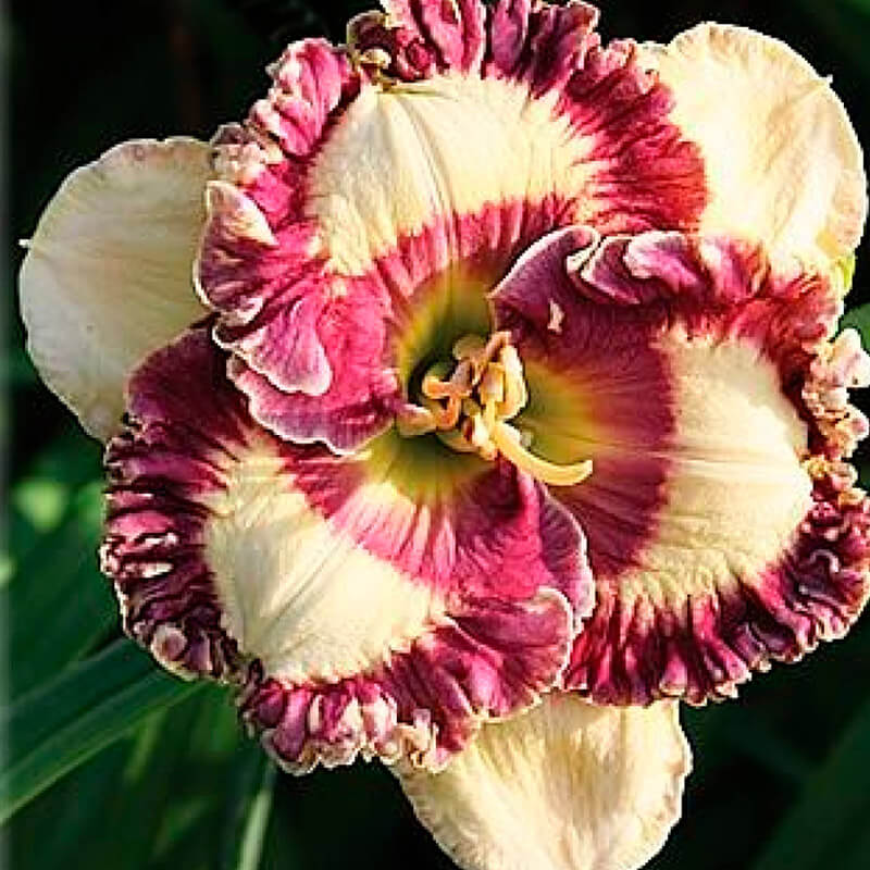 Лилейник «Happy Happy»
