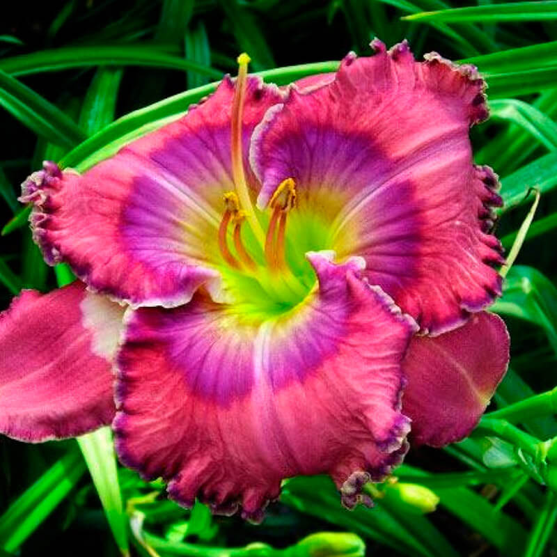 Лилейник «Lavender Blue Baby»