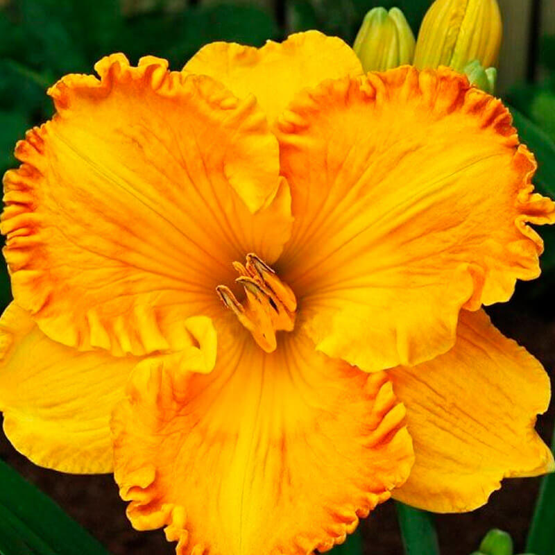 Лилейник «Orange Nassau»