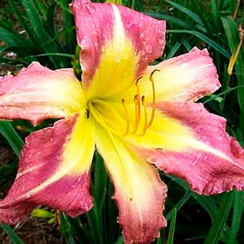 Лилейник «Star Of Fantasy»