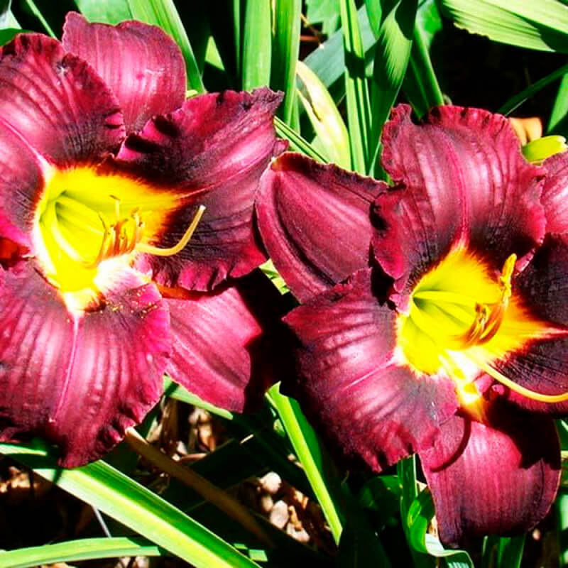 Лилейник «Super Purple»