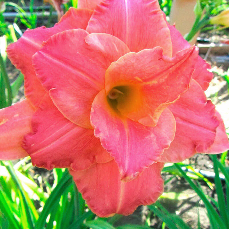 Лилейник «Think Pink»
