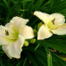 Лилейник «White Temptation»