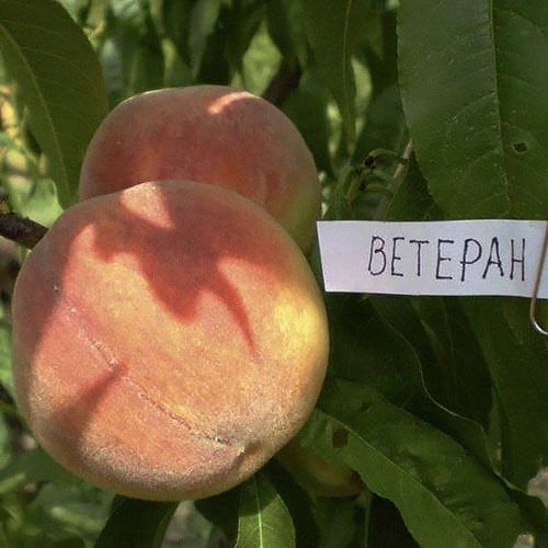 Персик канадский «Ветеран»