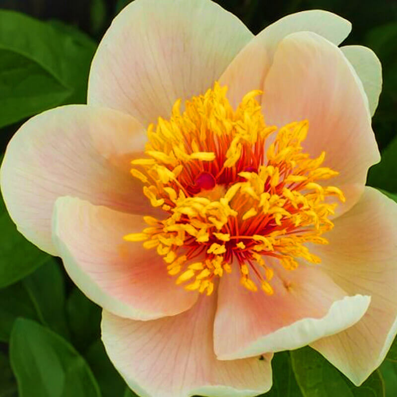Пион ИТО гибрид «Apricot Queen»