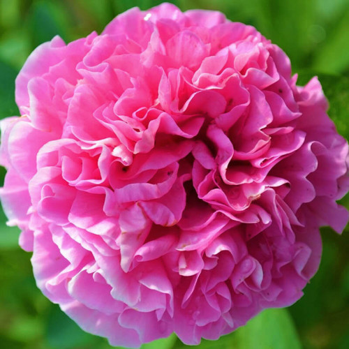 Пион ИТО гибрид «Carnation Bouquet»