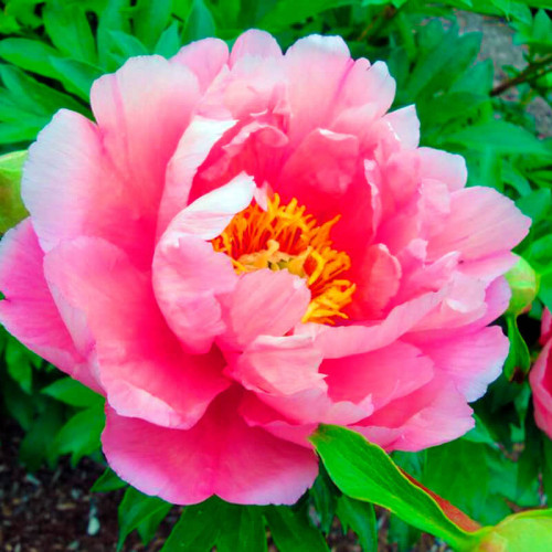 Пион ИТО гибрид «Pink Double Dandy»