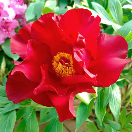 Пион ИТО гибрид «Scarlet Heaven»