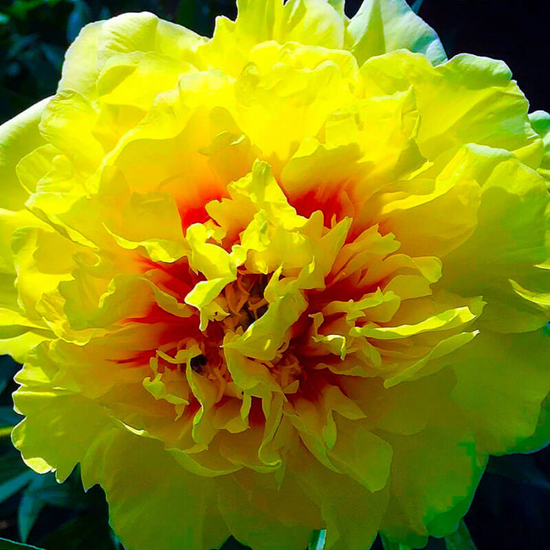 Пион ИТО гибрид «Yellow Crown»