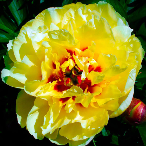 Пион ИТО гибрид «Yellow Waterlilly»