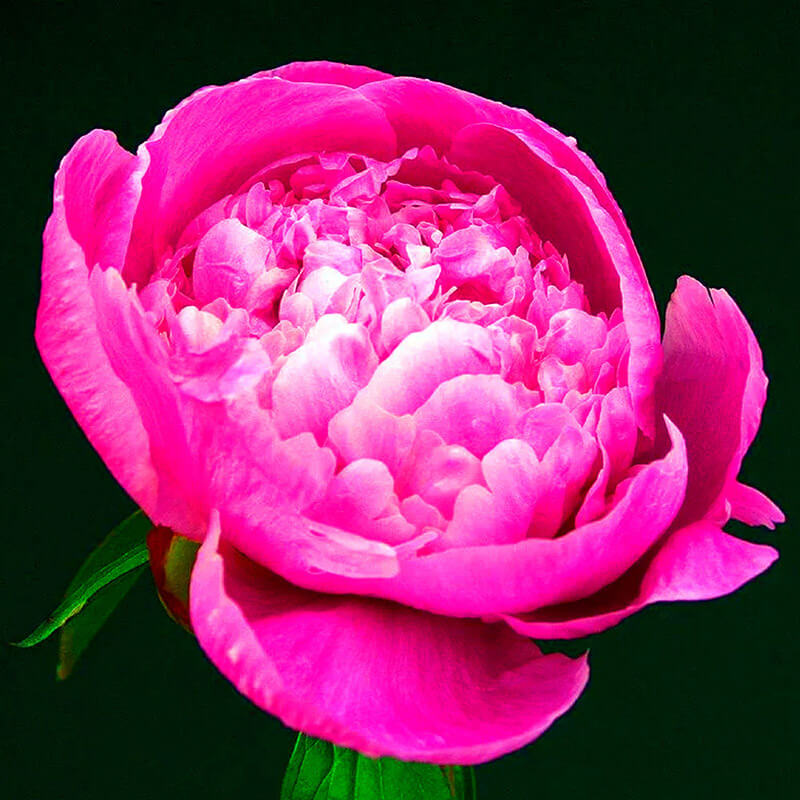 Пион травянистый «Kelway's Lovely»
