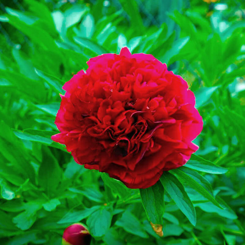 Пион травянистый «Rubra Plena»