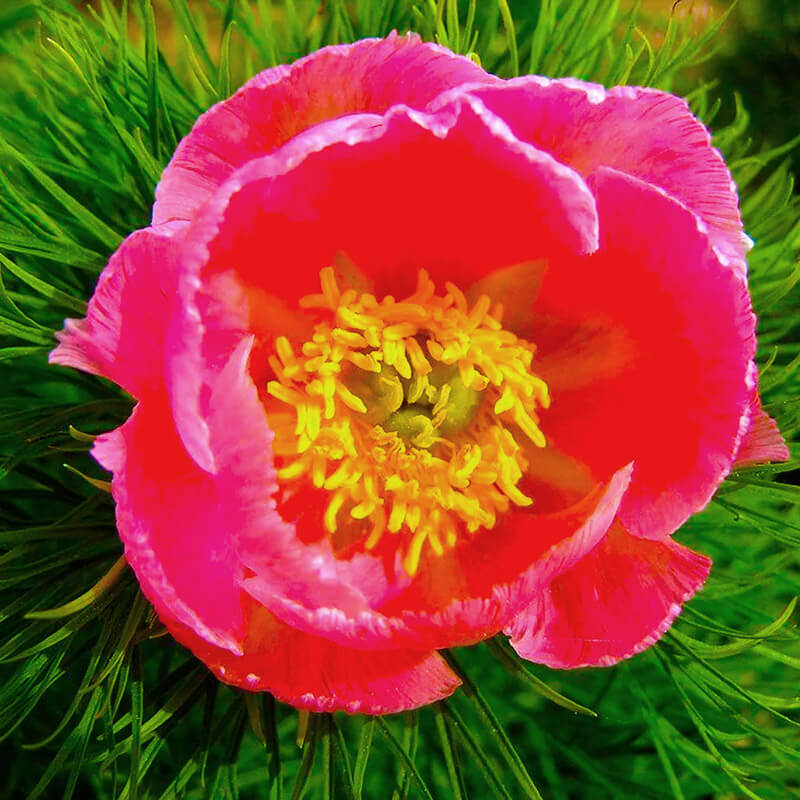 Пион травянистый «Tenuifolia»