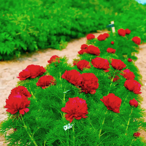 Пион травянистый «Tenuifolia Rubra Plena»