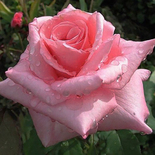 Роза чайно-гибридная «Графиня Беттина»