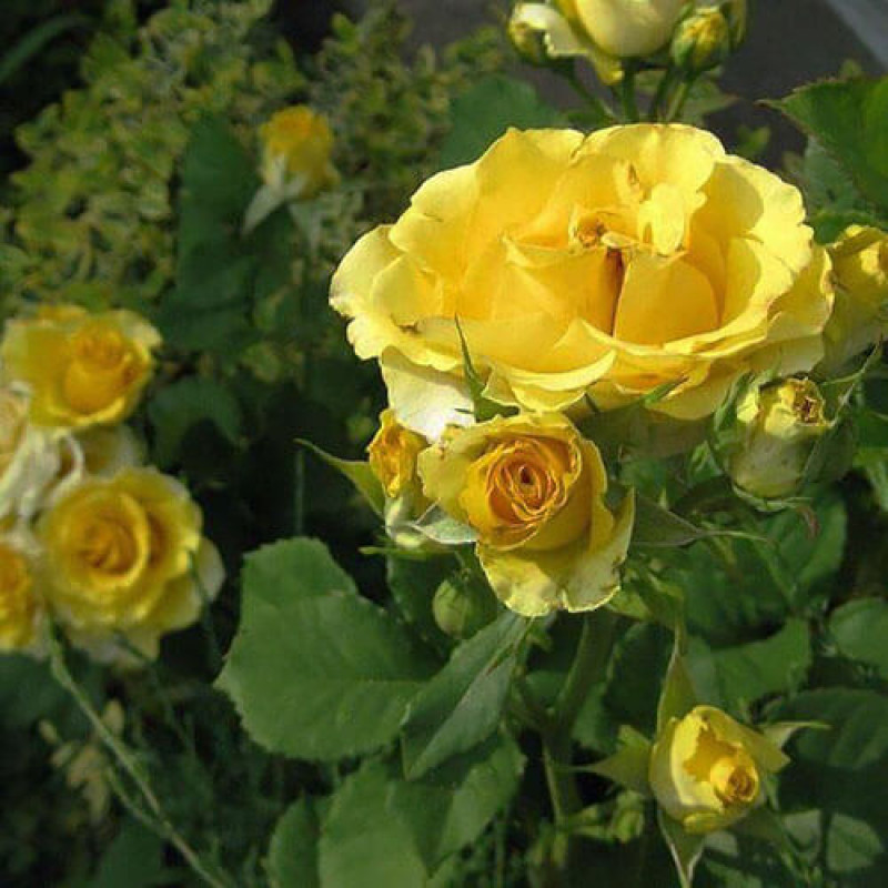 Роза флорибунда «Сфинкс»