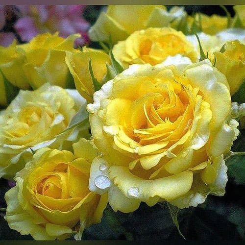 Роза спрей «Сан Сити»