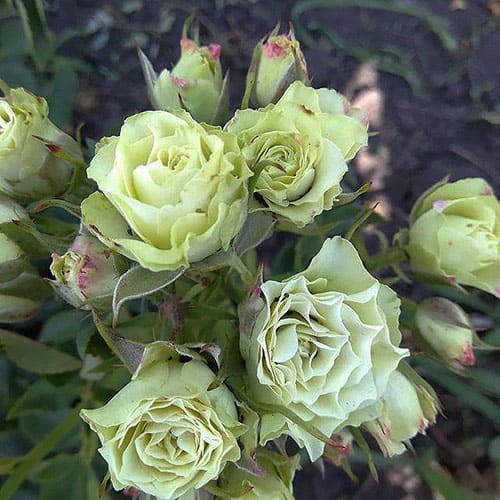 Роза спрей «Уайт Лидия»