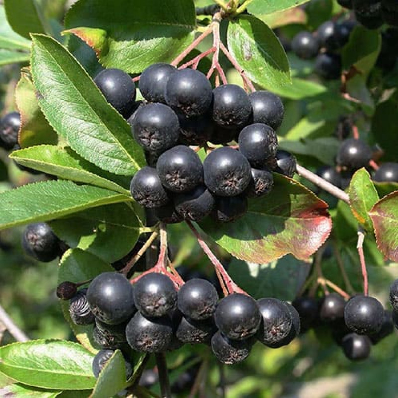 Рябина черная (Арония)
