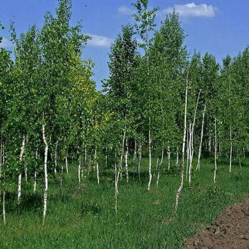 Саженцы Березы