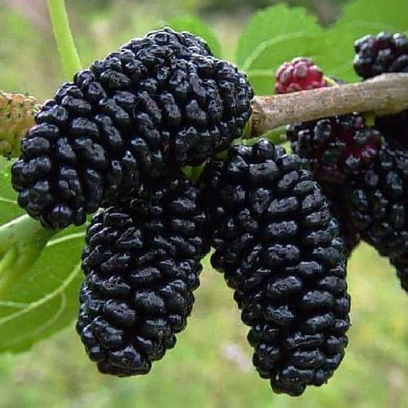 Шелковица черная «Королевская»