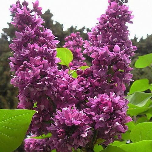 Сирень «Огни Донбасса»
