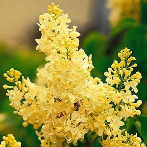 Сирень «Примроуз (Primrose)»