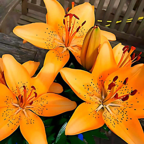 Лилия азиатская «Apricot Joy» 3шт. в упаковке