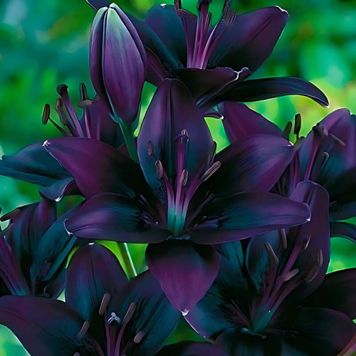 Лилия азиатская «Black Charm» 3шт. в упаковке