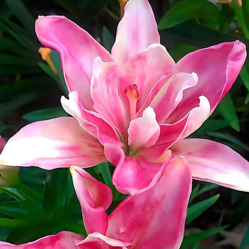 Лилия азиатская «Candy Blossom» 3шт. в упаковке