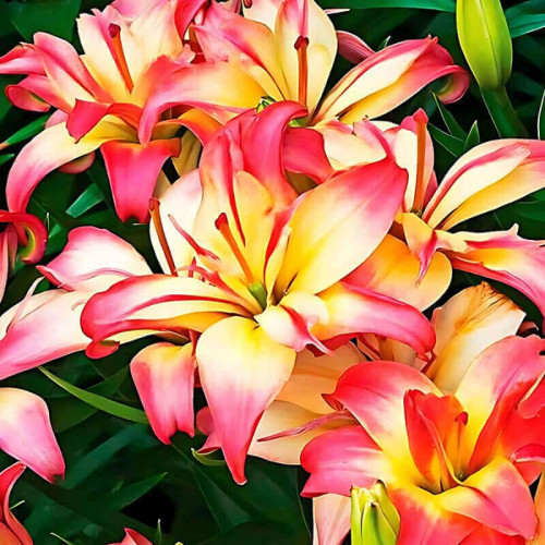 Лилия азиатская «Delicate Joy» 3шт. в упаковке