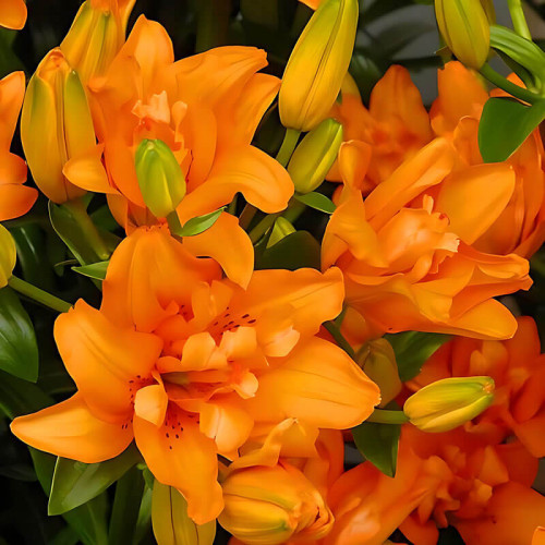 Лилия азиатская «Orange Twins» 3шт. в упаковке
