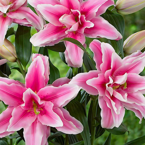 Лилия азиатская «Pink Blossom» 3шт. в упаковке