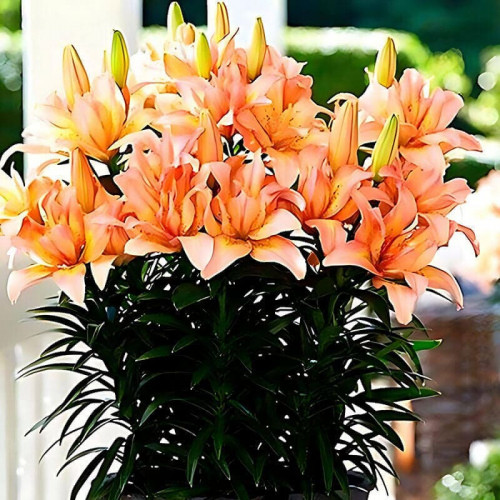 Лилия азиатская «Splendid Joy» 3шт. в упаковке