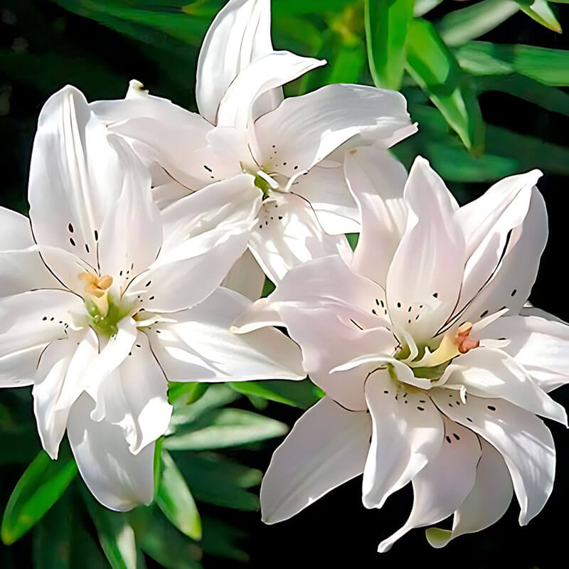 Лилия азиатская «Spring Pink» 3шт. в упаковке
