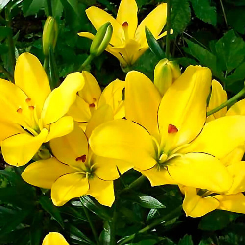 Лилия ЛА гибрид «Yellow Cocot» 3шт. в упаковке