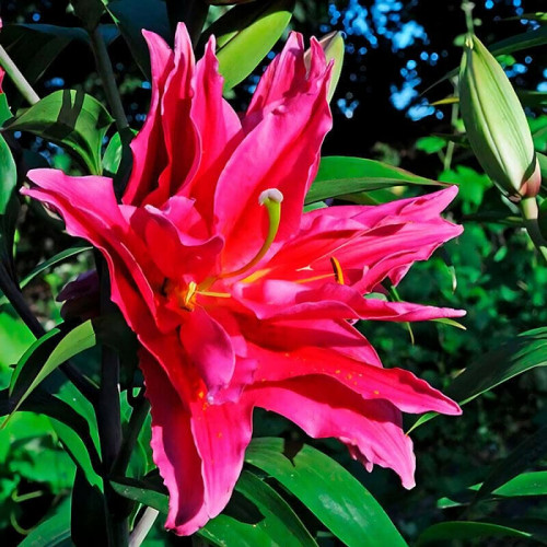 Лилия махровая восточная «Roselily Elena» 3шт. в упаковке