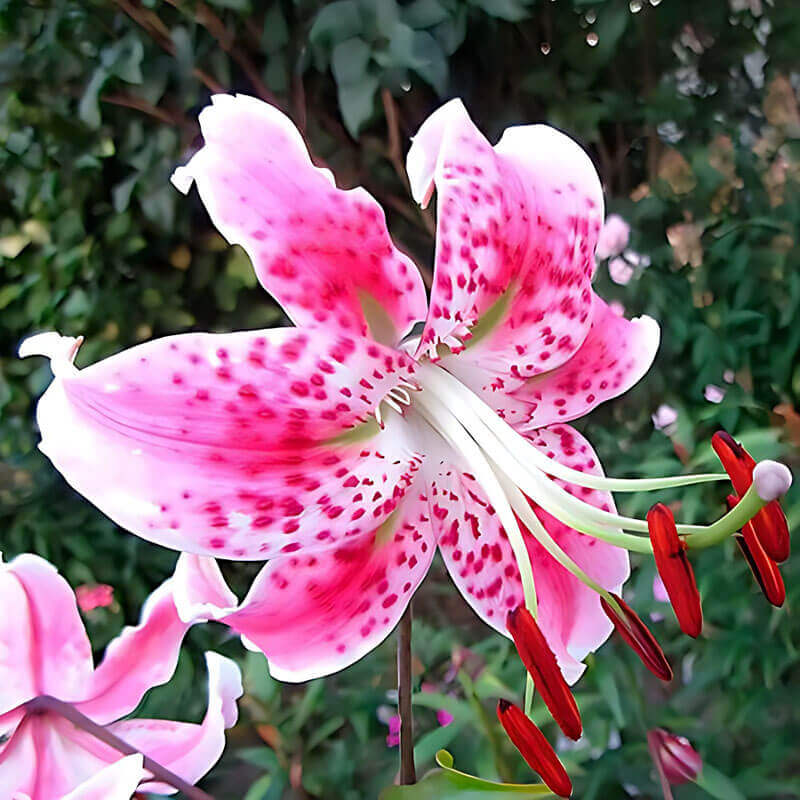 Лилия «Speciosum Rubrum» 3шт. в упаковке