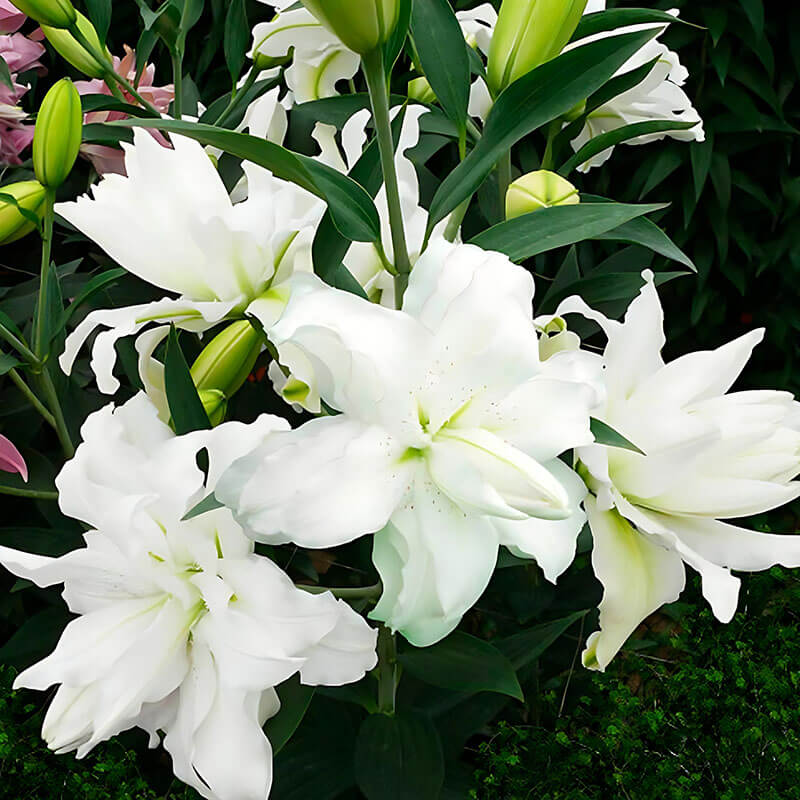 Лилия восточная «Lotus Beauty» 3шт. в упаковке