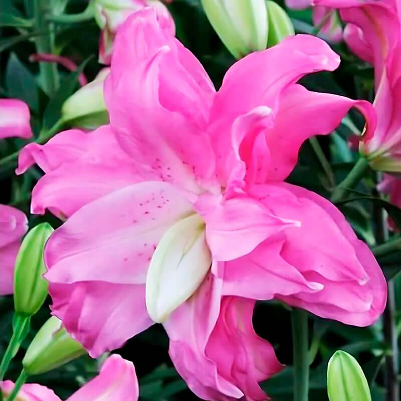 Лилия восточная «Lotus Joy» 3шт. в упаковке