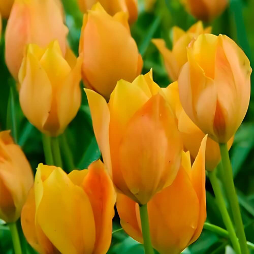 Тюльпан лилиецветный «Orange Breeze» 3шт. в упаковке