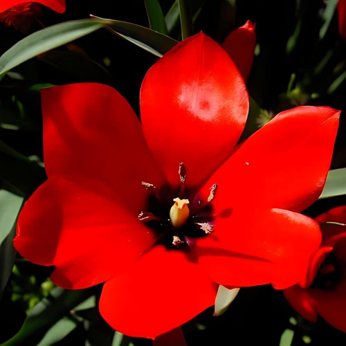 Тюльпан льнолистный «Linifolia» 3шт. в упаковке