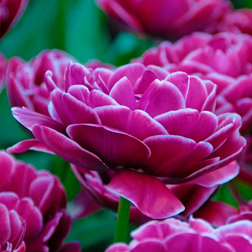 Тюльпан махровый поздний «Lilac Perfection» 3шт. в упаковке