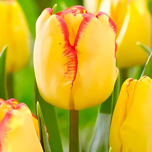 Тюльпан многоцветковый «Florette» 3шт. в упаковке