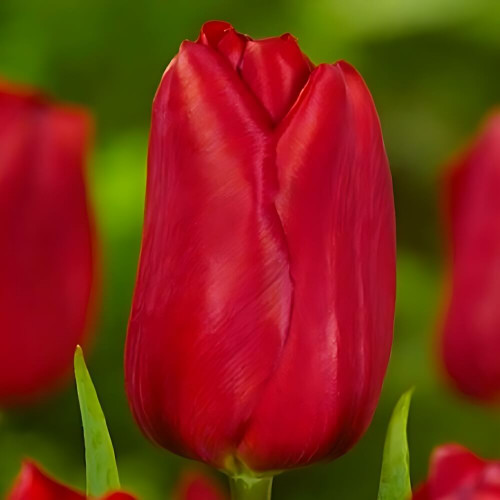 Тюльпан многоцветковый «Silhouette Bouquet» 3шт. в упаковке