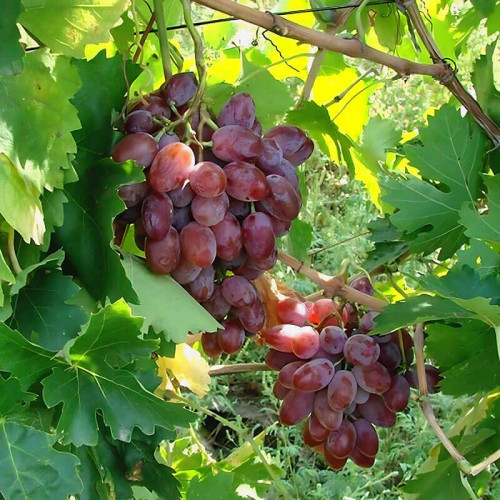 Виноград «Былина (Кишмиш Новочеркасский х Восторг красный)»