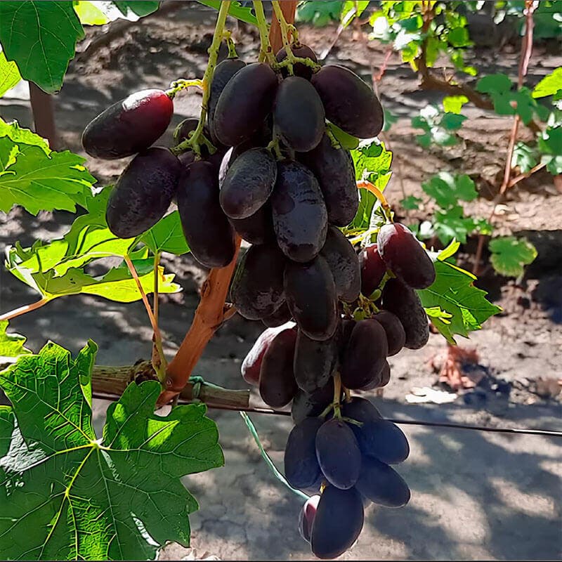 Виноград «Графиня»
